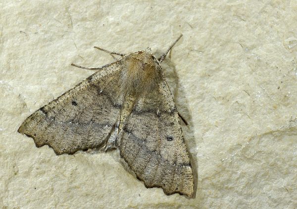 Odontopera bidentata