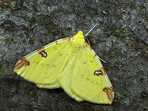 Opistograptis luteolata