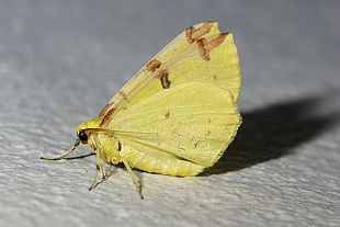 Opisthograptis luteolata