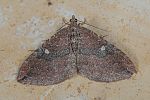 Orthonama obstipata