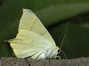 Ourapteryx sambucaria