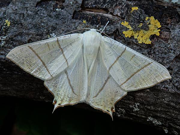 Ourapteryx sambucaria