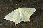 Ourapteryx sambucaria