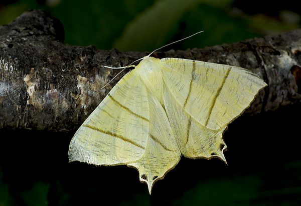 Ourapteryx sambucaria