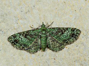 Pasiphila rectangulata