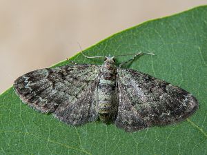 Pasiphila rectangulata