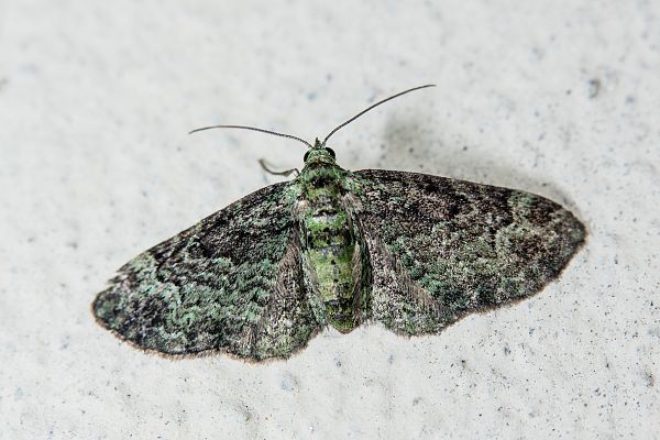 Pasiphila rectangulata