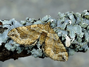 Pelurga comitata