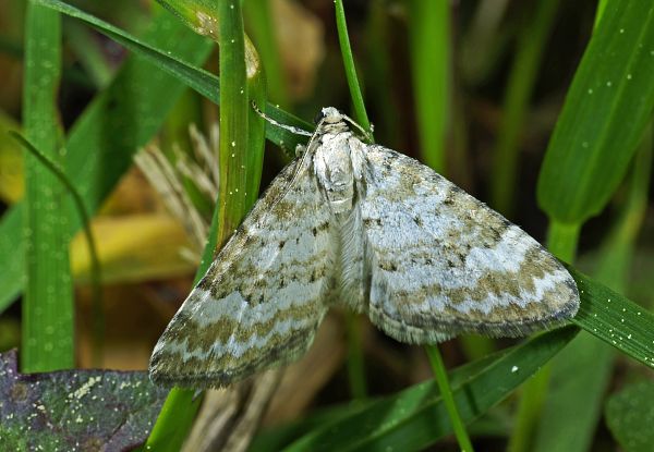 Perizoma albulata