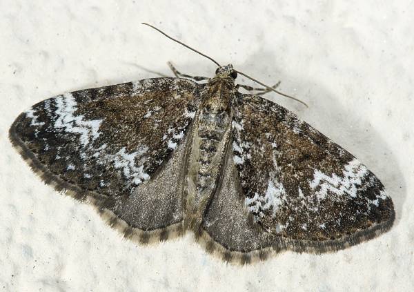 Perizoma alchemillata