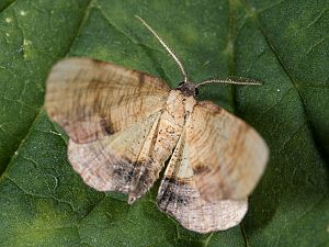 Plagodis dolabraria