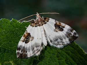 Plemyria rubiginata