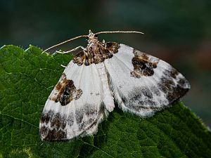 Plemyria rubiginata