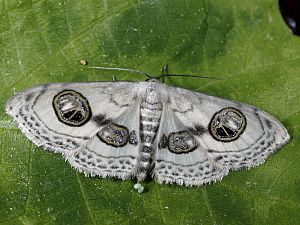 Problepsis ocellata