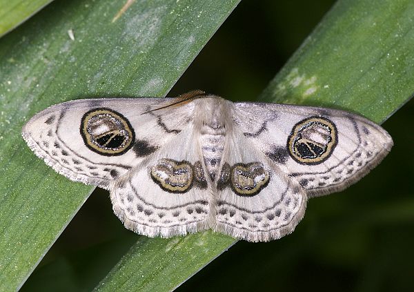 Problepsis ocellata