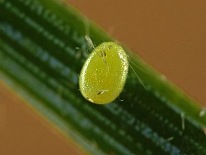 Protothera firmata