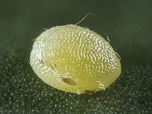 Protothera firmata