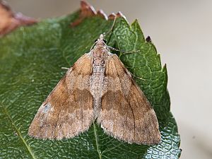 Protothera firmata