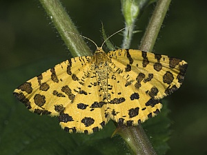 Pseudopanthera macularia Kop