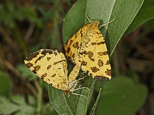 Pseudopanthera macularia Kop