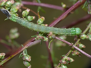 Pseudopanthera macularia Raupe