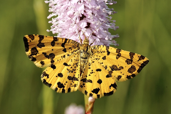 Pseudopanthera macularia