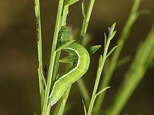 Pseudoterpna pruinata Raupe