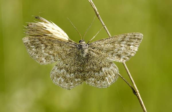 Scopula immorata