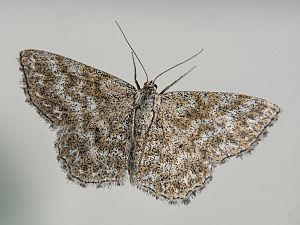 Scopula immorata