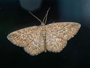 Scopula immorata