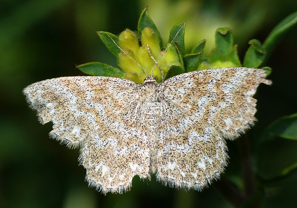 Scopula immorata