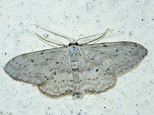 Scopula marginepunctata