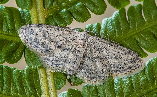 Scopula marginepunctata