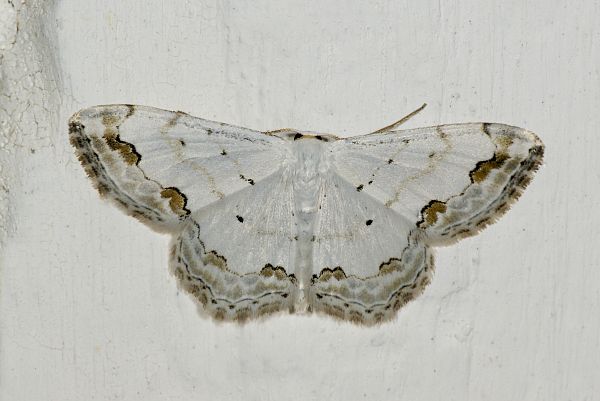 Scopula ornata