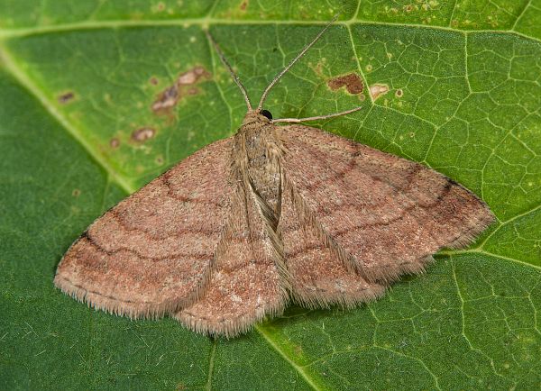 Scopula rubiginata