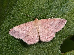 Scopula rubiginata