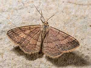 Scopula rubiginata