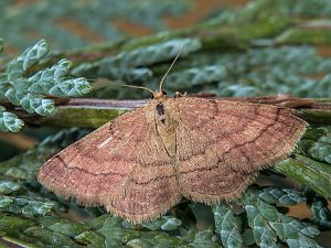 Scopula rubiginata