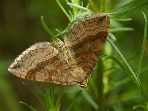 Scotopteryx chenopodiata