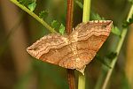 Scotopteryx chenopodiata