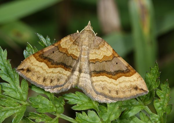 Scotopteryx chenopodiata