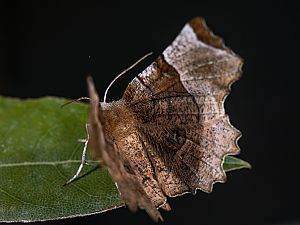 Selenia lunularia