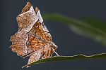 Selenia lunularia
