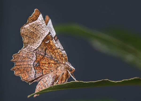 Selenia lunularia