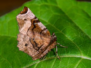 Selenia tetralunaria