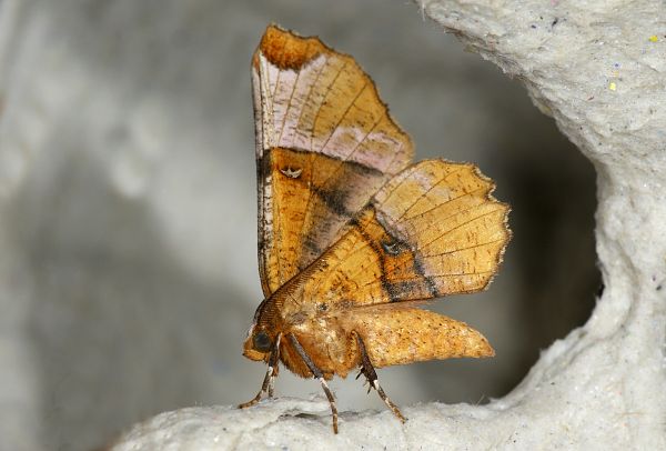 Selenia tetralunaria