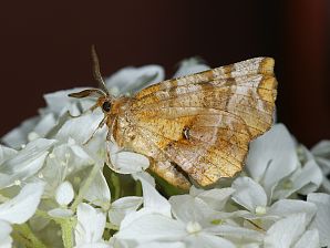 Selenia tetralunaria