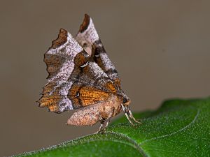 Selenia tetralunaria