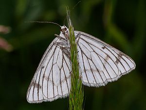 Siona lineata