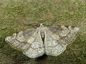 Stegania trimaculata